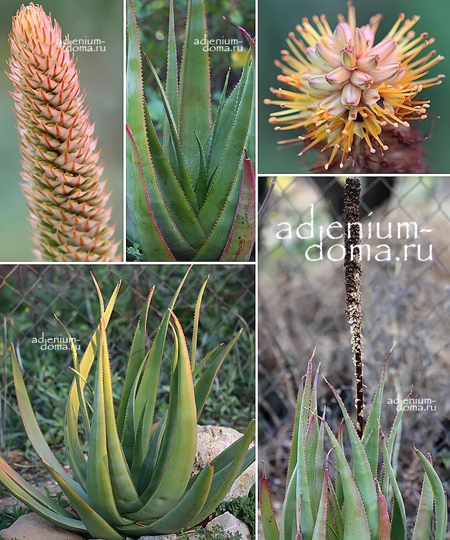 Aloe SPICATA Алоэ колосковое колосистое Спиката 1