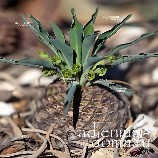 Euphorbia BUPLEURIFOLIA Молочай володушколистный Буплеролистный Эуфорбия Буплерифолия 3