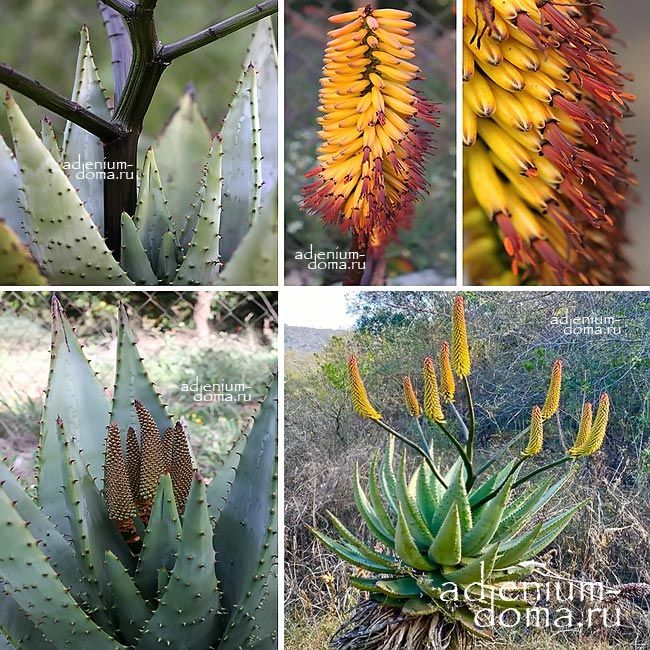 Aloe SPECTABILIS Алое впечатляющее Спектабилис Горное 3