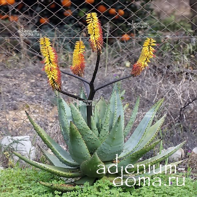 Aloe SPECTABILIS Алое впечатляющее Спектабилис Горное 2