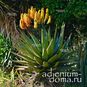 Aloe SPECTABILIS (Алоэ) 2