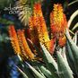 Aloe SPECTABILIS (Алоэ) 3