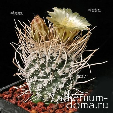 Pediocactus PEEBLESIANUS 'FICKEISENII' (Педиокактус)