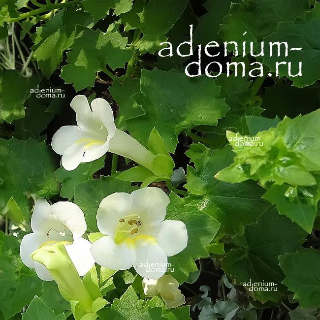 Maurandya Lophospermum Asarina ERUBESCENS ALBUM Азарина красноватая белая Эрубесценс 3
