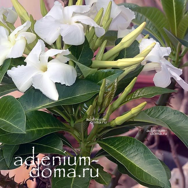 Pachypodium SOFIENSE Пахиподиум Софиенсе 4
