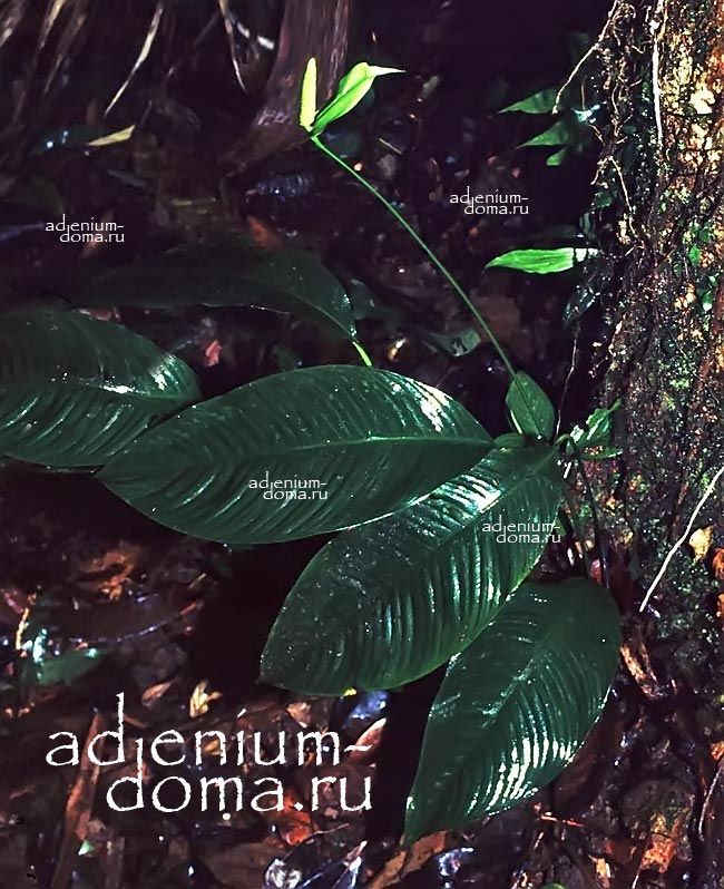 Spathiphyllum SILVICOLA Спатифиллум лесной Спатифиллюм Сильвикола Женское счастье 1