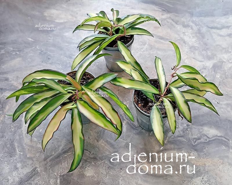 Растение Hoya WAYETII VARIEGATA Хойя Вайети пестролистная вариегатная 3