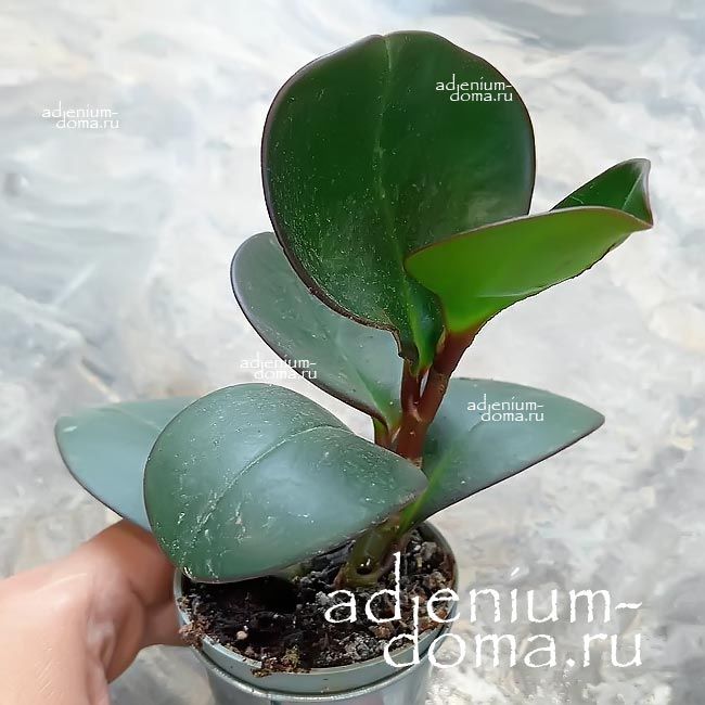 Растение Peperomia OBTUSIFOLIA Пеперомия туполистная Обтусифолия 3