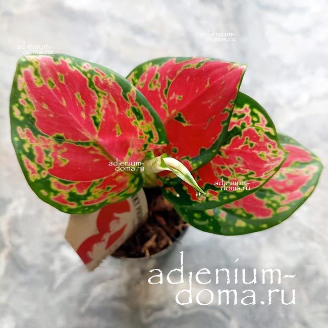 Растение Aglaonema PINKY PROMISE Аглаонема Розовое обещание Пинки Промис 2