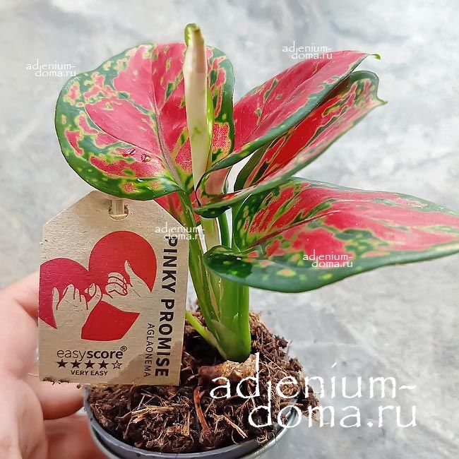 Растение Aglaonema PINKY PROMISE Аглаонема Розовое обещание Пинки Промис 3