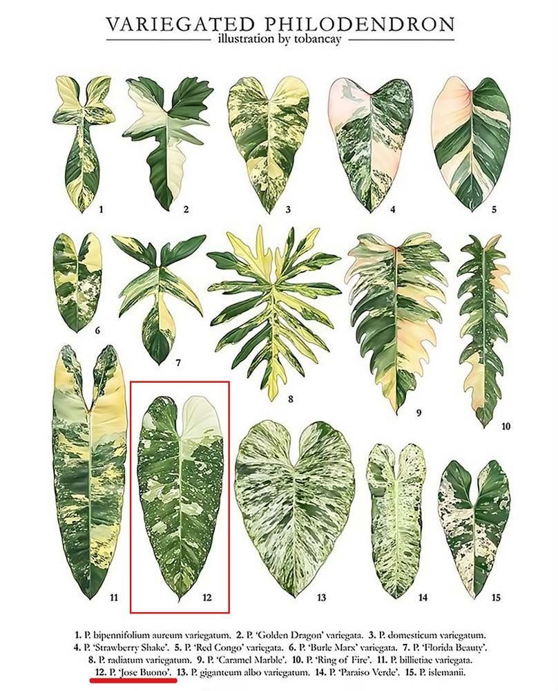 Растение Philodendron JOSE BUONO Филодендрон Хосе Буэно (Джози Буоно) 1