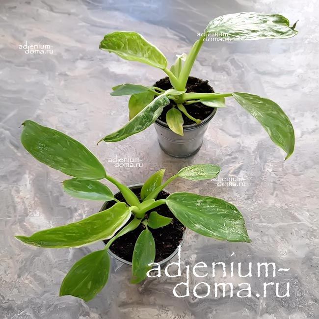 Растение Philodendron JOSE BUONO Филодендрон Хосе Буэно (Джози Буоно) 3