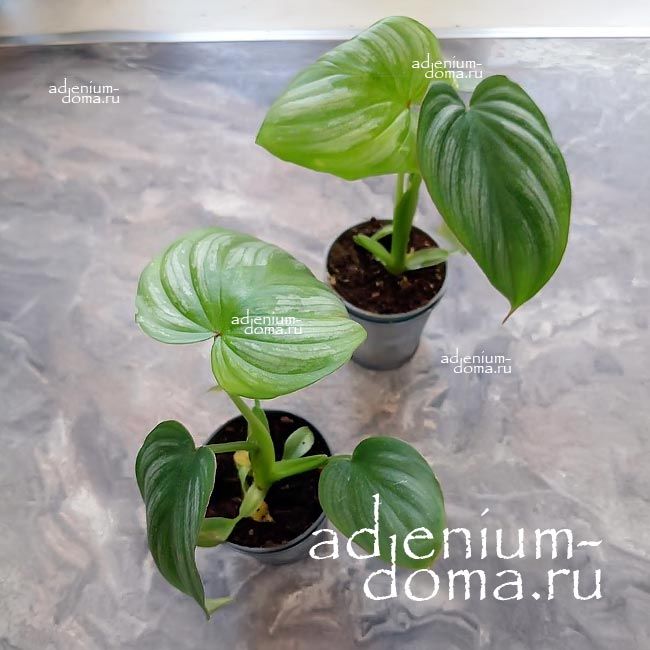 Растение Philodendron MAMEI Филодендрон Мамей 2