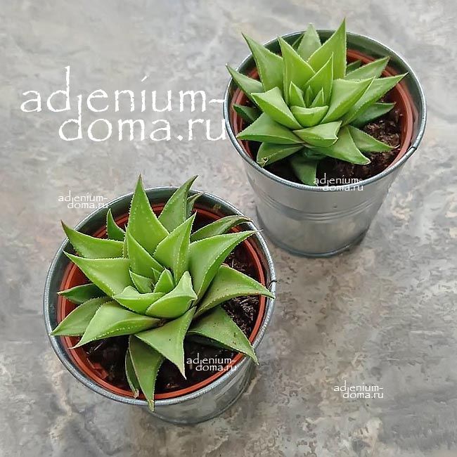 Растение Haworthia ANGUSTIFOLIA BAYLISSII Хавортия Ангустифолия Бейлиса узколистная 2