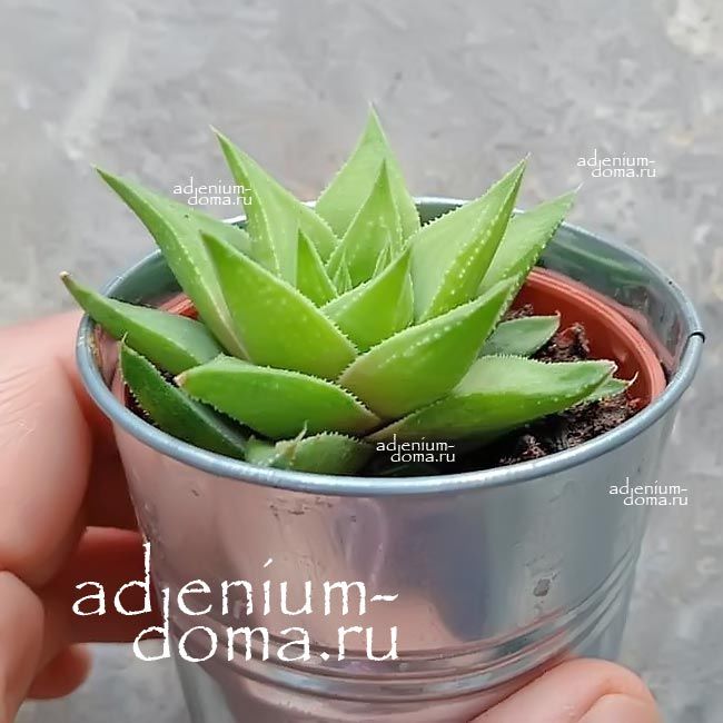 Растение Haworthia ANGUSTIFOLIA BAYLISSII Хавортия Ангустифолия Бейлиса узколистная 3