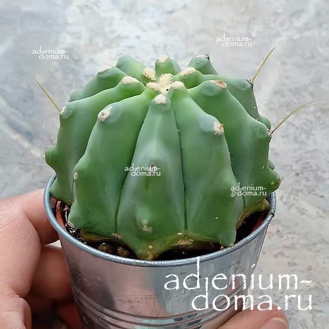 Растение Ferocactus GLAUCESCENS INERMIS Ферокактус голубеющий безостый сизый Инермис 3