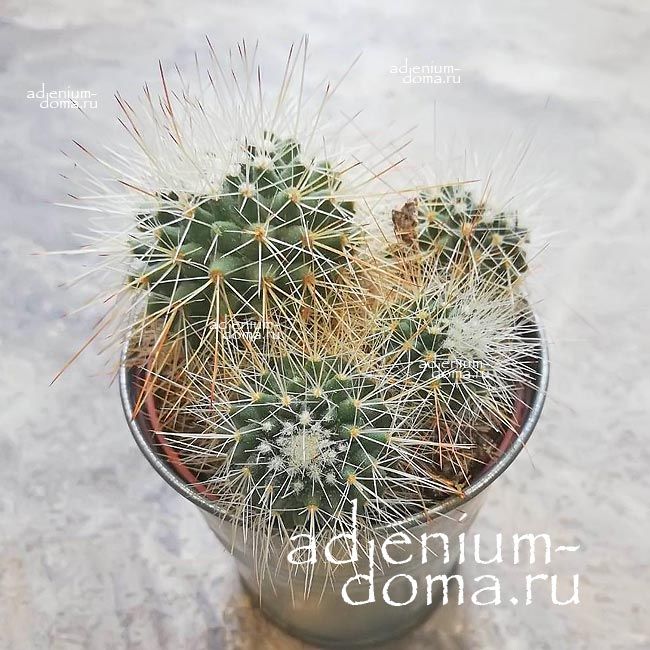 Растение Mammillaria MIX Маммиллярия Микс 3