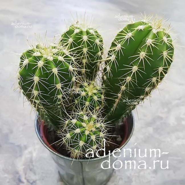 Растение Cactus MIX Кактус Микс 3