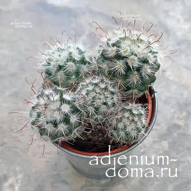 Растение Cactus MIX Кактус Микс 3