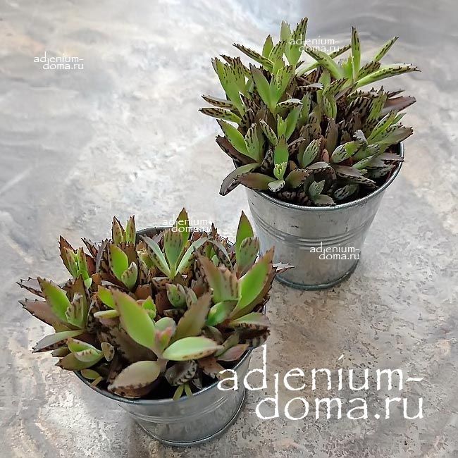 Растение Kalanchoe DAIGREMONTIANA Devil’s backbone Каланхое Дегремона Хребет дьявола 3