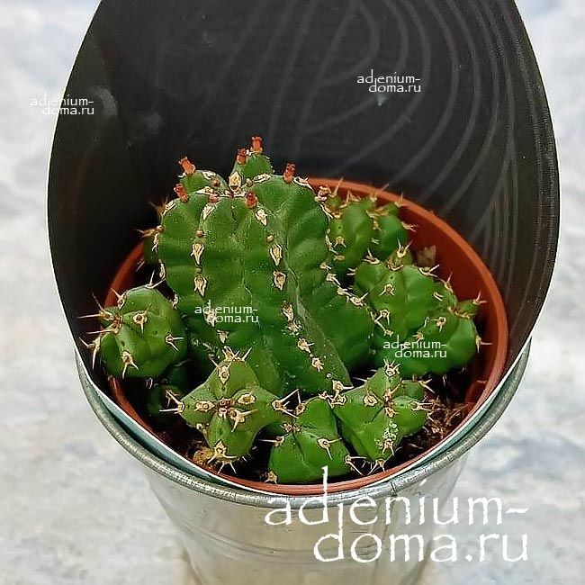 Растение Euphorbia FRANKII Молочай Франки Эуфорбия франкская 2