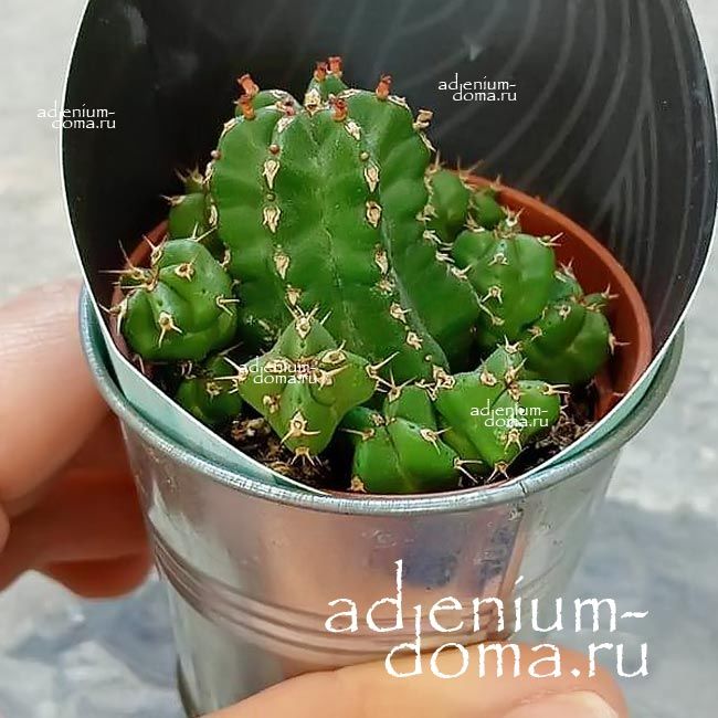 Растение Euphorbia FRANKII Молочай Франки Эуфорбия франкская 3