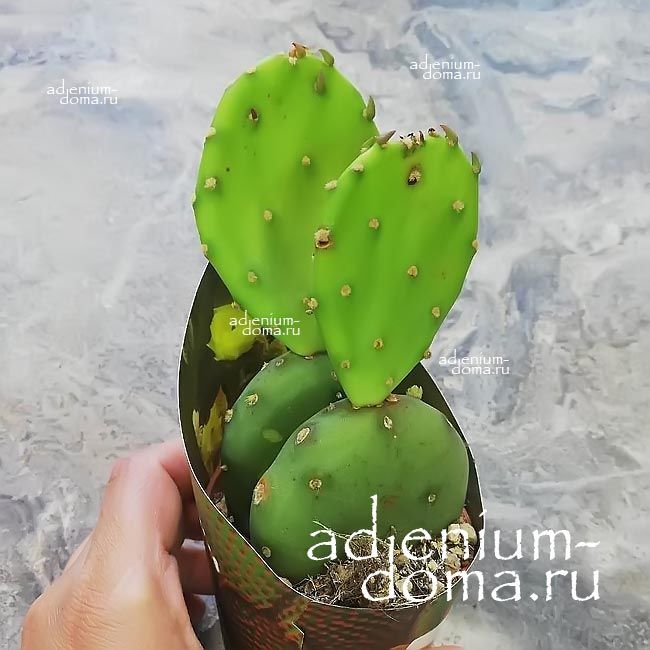 Растение Opuntia HUMIFUSA Опунция стелющаяся распростёртая Хумифуза 2