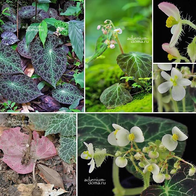 Begonia FULGURATA Бегония молниевидная Фульгурата 3