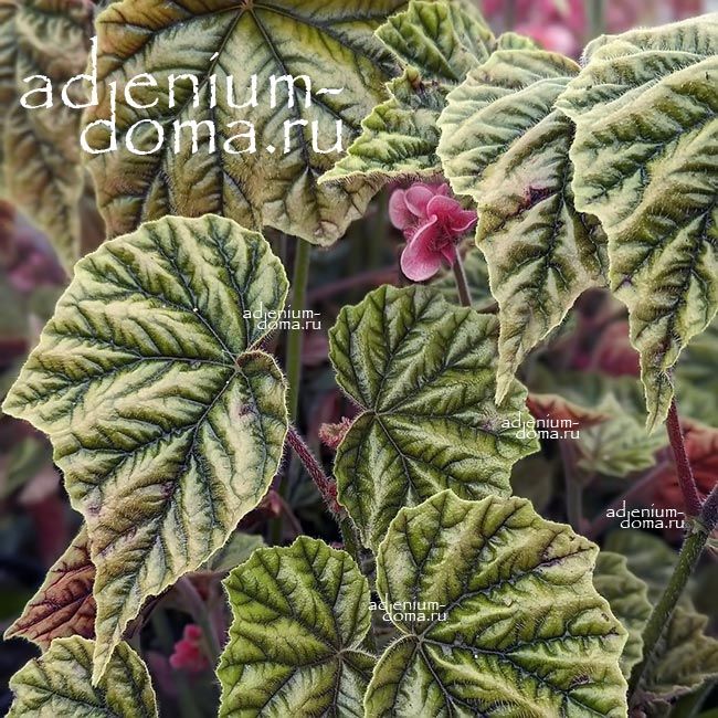 Begonia INCARNATA Бегония Инкарната телесноцветная металлическая 3