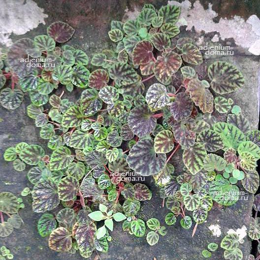 Begonia MURINA NOTATA Бегония Мурина 3