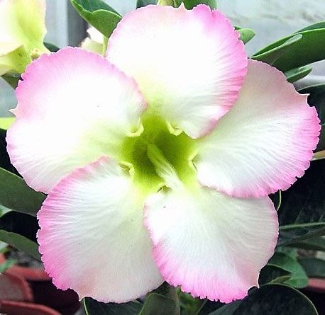 Adenium Obesum Desert Rose SUPER PERFUME aroma