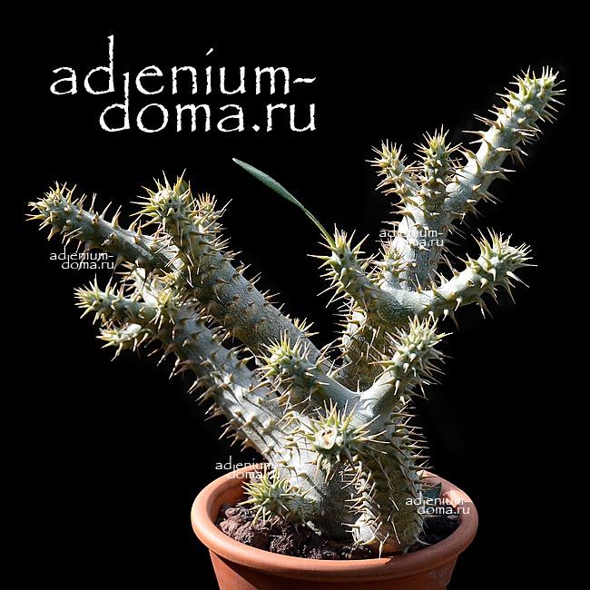Pachypodium ROSULATUM Пахиподиум розулатум 1