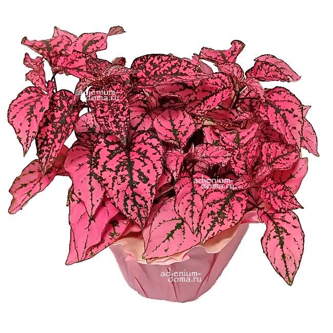 Hypoestes PHYLLOSTACHYA ROSE MARBLE Гипоэстес листоколосковый Розовый мрамор Гипоестес Филлостахия Роз Марбл 3