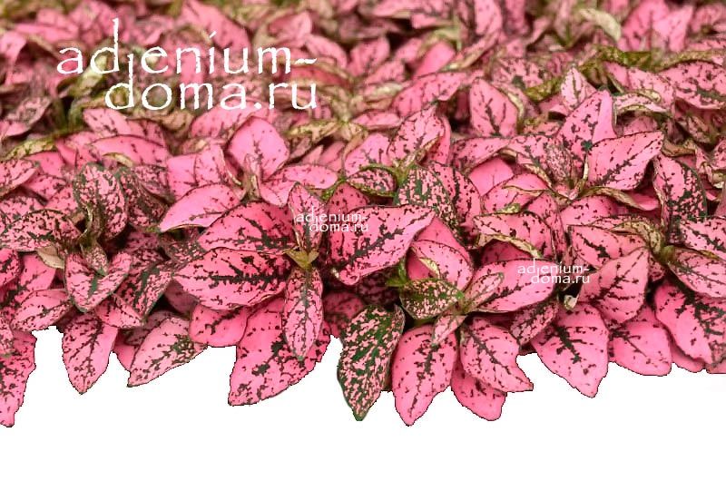 Hypoestes PHYLLOSTACHYA ROSE MARBLE Гипоэстес листоколосковый Розовый мрамор Гипоестес Филлостахия Роз Марбл 2