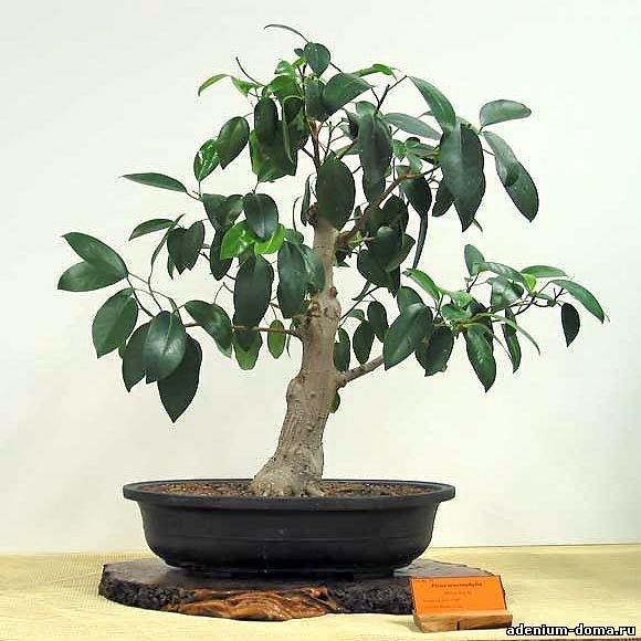 Ficus MACROPHYLLA Фикус крупнолистный 2