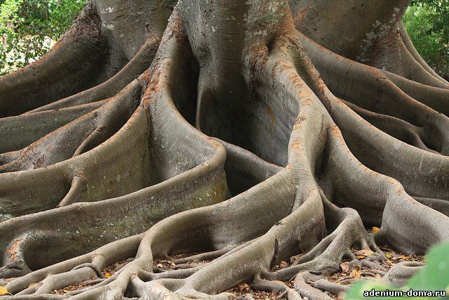 Ficus MACROPHYLLA Фикус крупнолистный 3