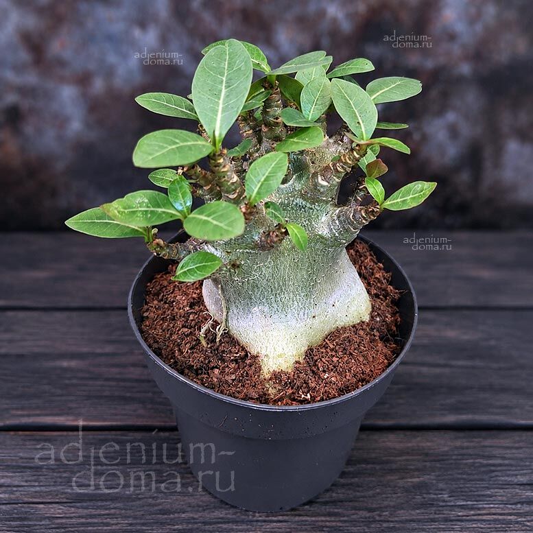 Adenium ARABICUM MIX Адениум арабский 1