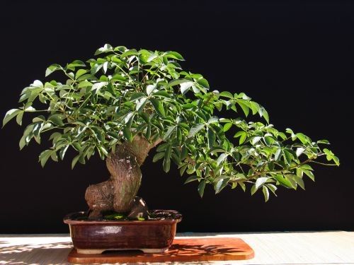 Chorisia SPECIOSA Хоризия великолепная Шелковое дерево Розовое хлопковое дерево Дерево шелкового волокна 1