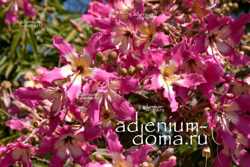 Chorisia SPECIOSA Хоризия великолепная Шелковое дерево Розовое хлопковое дерево Дерево шелкового волокна 2