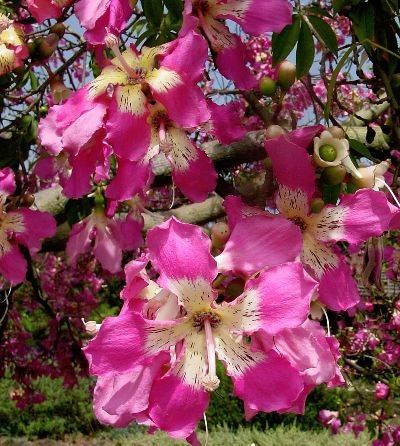Chorisia SPECIOSA Хоризия великолепная Шелковое дерево Розовое хлопковое дерево Дерево шелкового волокна 3
