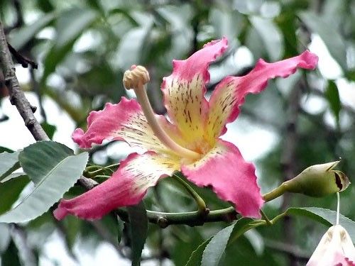 Chorisia SPECIOSA Хоризия великолепная Шелковое дерево Розовое хлопковое дерево Дерево шелкового волокна 4