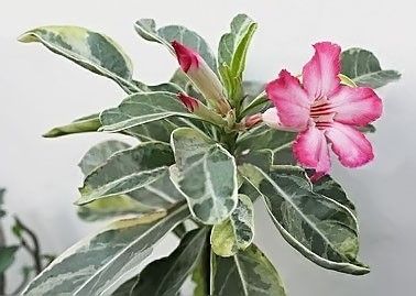 Adenium Somalense VARIEGATED