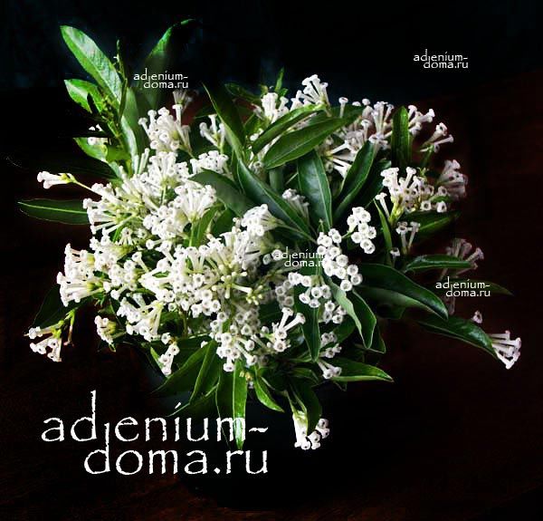 Cestrum DIURNUM Цеструм дневной Ночной жасмин 1