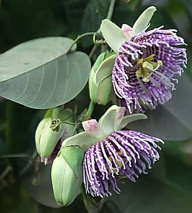Passiflora LIGULARIS Пассифлора язычковая 2
