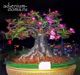 Adenium Thai Socotranum KHAO HIN SON