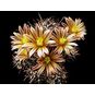 Echinocereus MAPIMIENSIS (Эхиноцереус) 4