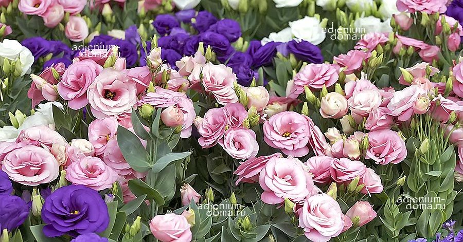 Eustoma GRANDIFLORUM SUPER MAGIC MIXED Эустома крупноцветковая Супер Мэджик Лизиантус Рассела Ирландская роза 2
