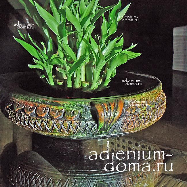 Dracaena SANDERIANA BRAUNII Lucky Bamboo Драцена Сандера Брауна Счастливый бамбук 3