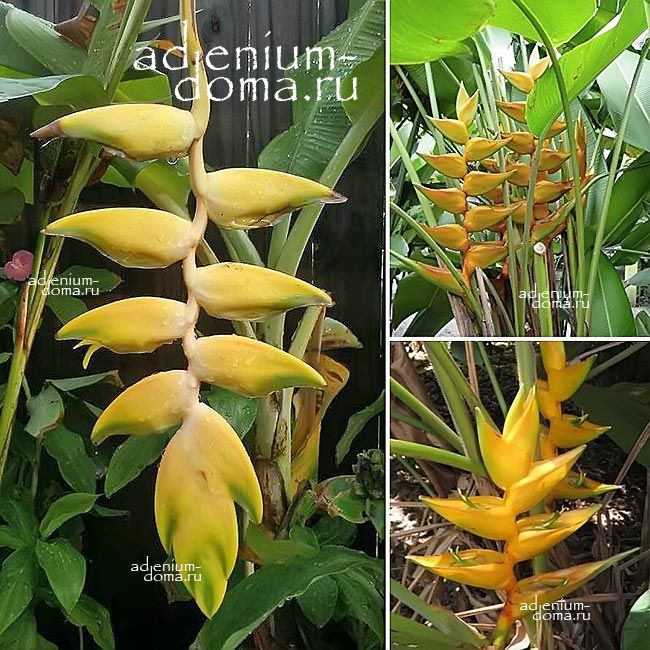 Heliconia CHAMPNEIANA MAYA GOLD BOURGAEANA Геликония Шампниана Золото Майя Клешня омара 1