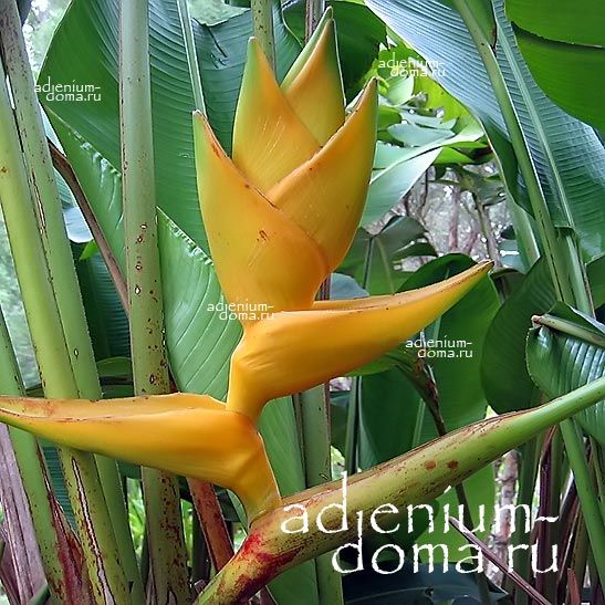 Heliconia CHAMPNEIANA MAYA GOLD BOURGAEANA Геликония Шампниана Золото Майя Клешня омара 2